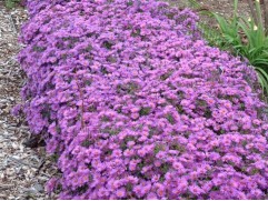 Астра кустарниковая 