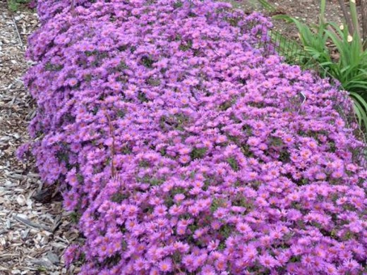 Астра кустарниковая Астра кустарниковая