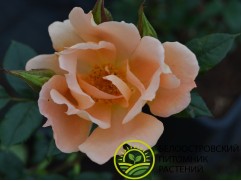 Роза плетистая Роза плетистая