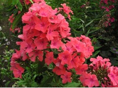 Флокс метельчатый 