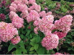 Гортензия метельчатая 