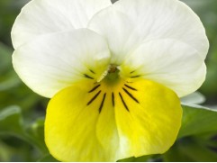 Виола рогатая 