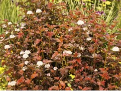 Пузыреплодник калинолистный Пузыреплодник калинолистный