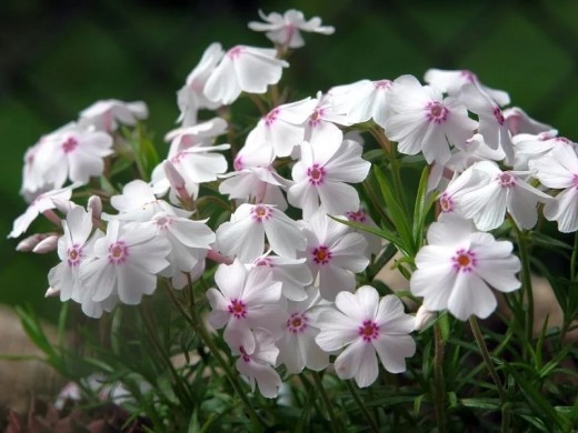 Флокс шиловидный Флокс шиловидный