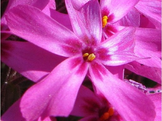 Флокс шиловидный Флокс шиловидный