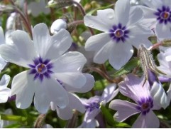 Флокс шиловидный 