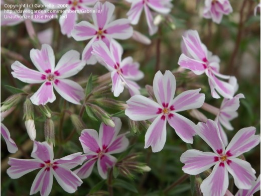 Флокс шиловидный Флокс шиловидный