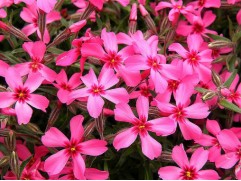 Флокс шиловидный 