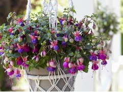 Фуксия ампельная 