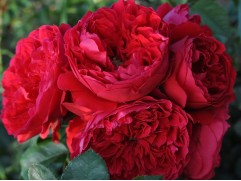 Роза плетистая 