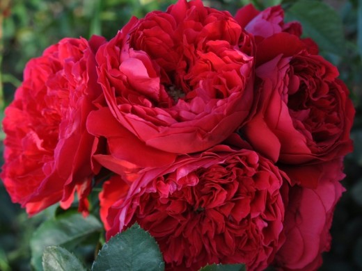 Роза плетистая Роза плетистая