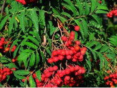 Рябина обыкновенная 