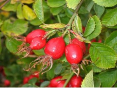 Шиповник крупноплодный 