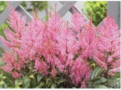 Астильба японская 