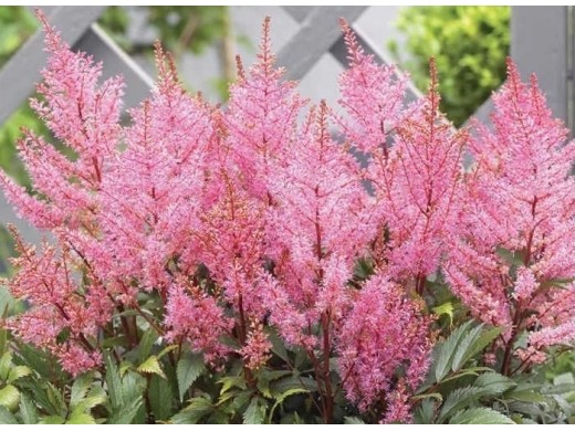 Астильба японская Астильба японская