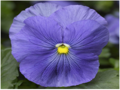 Виола виттрока 