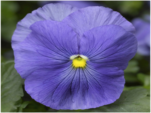 Виола виттрока Виола виттрока