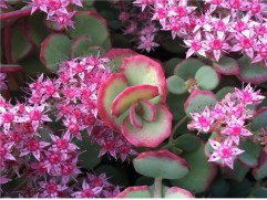 Очиток гибридный Очиток гибридный