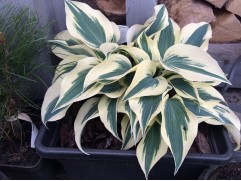 Хоста гибридная 