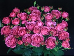 Роза спрей Роза спрей