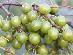 Сливово-вишневый гибрид 