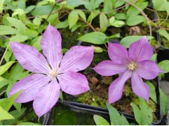 Клематис Клематис