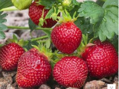 Земляника крупноплодная 