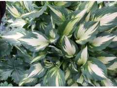 Хоста гибридная 