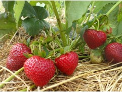 Земляника крупноплодная ремонтантная 