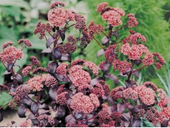 Очиток гибридный Очиток гибридный