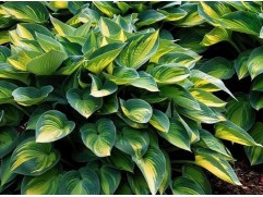 Хоста гибридная 