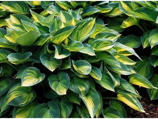 Хоста гибридная Хоста гибридная