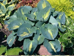 Хоста гибридная 