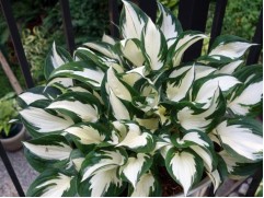 Хоста гибридная 