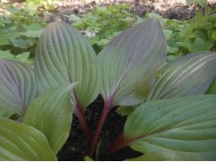 Хоста гибридная 