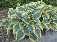 Хоста гибридная 