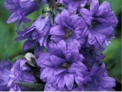 Колокольчик крапиволистный Колокольчик крапиволистный