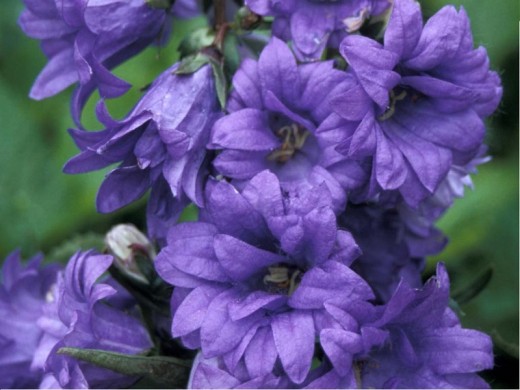 Колокольчик крапиволистный Колокольчик крапиволистный