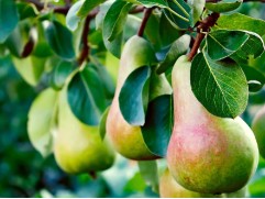 Груша 