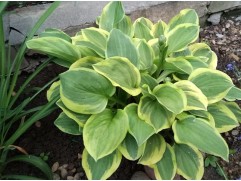 Хоста гибридная 