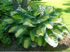 Хоста гибридная 