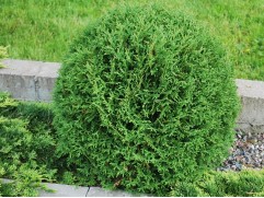 Туя западная 