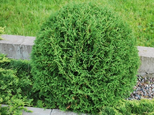 Туя западная Туя западная