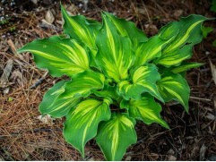 Хоста гибридная 