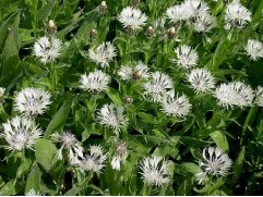 Василек горный 