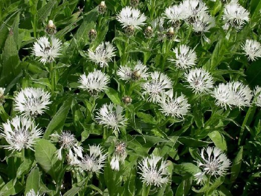 Василек горный Василек горный