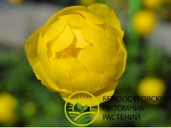 Купальница 