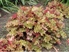 Гейхера гибридная 