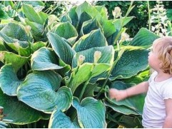 Хоста гибридная 