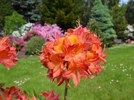Рододендрон листопадный (азалия) Рододендрон листопадный (азалия)